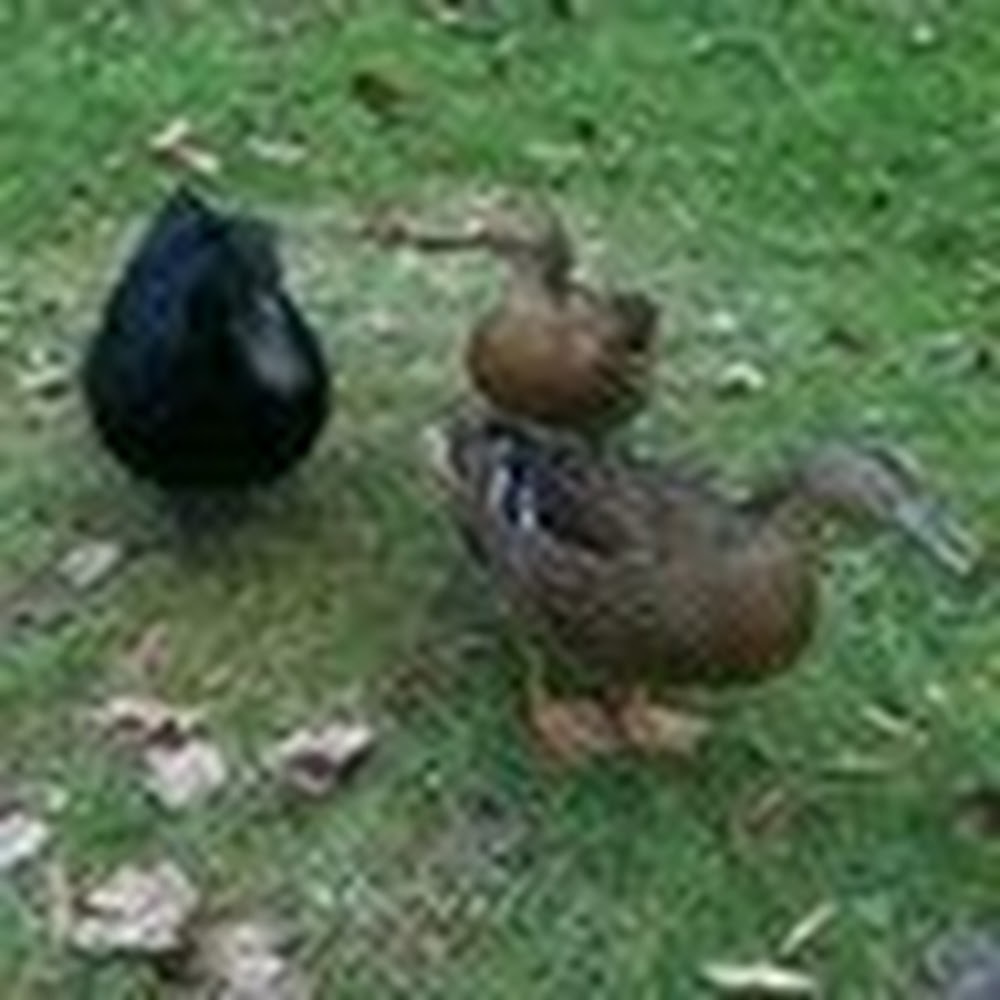 Meet your Posher, Hayley